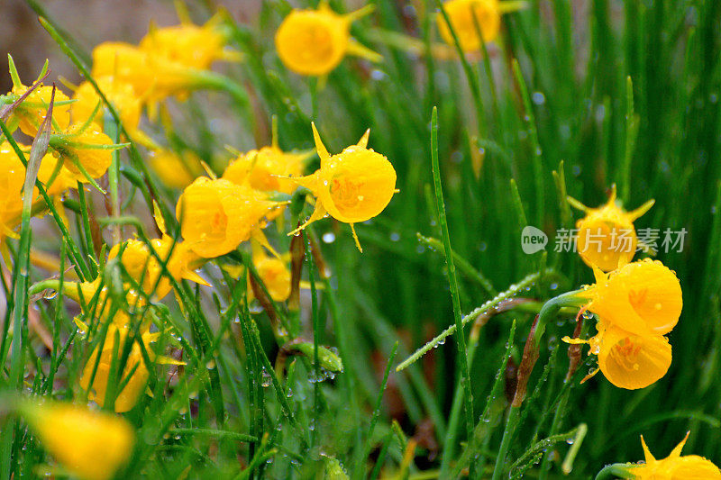 水仙/裙水仙花/钩裙水仙花